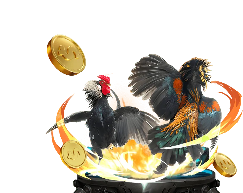 Tại sao đá gà trực tiếp phổ biến