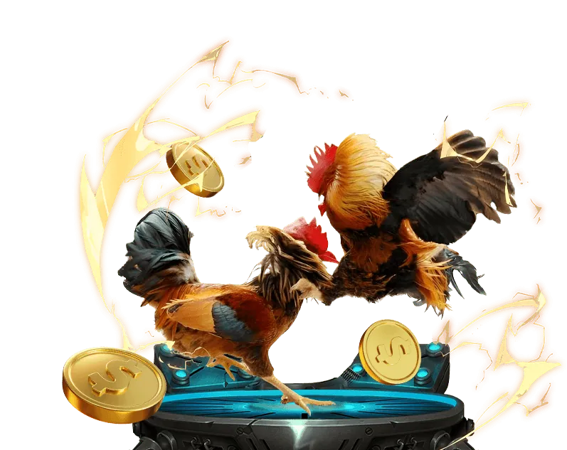 Đá gà cựa dao trực tiếp